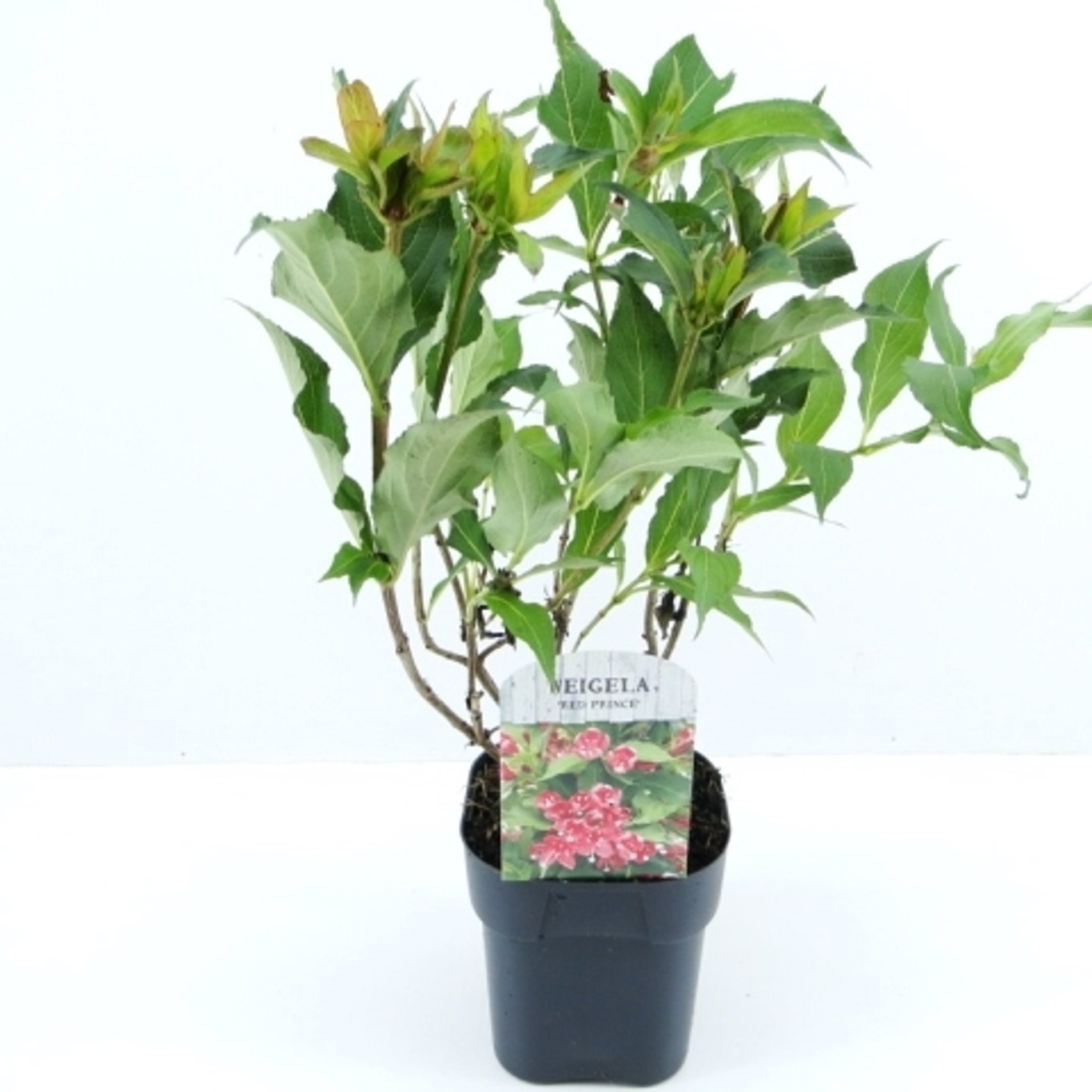 Weigela 'Red Prince' - C2